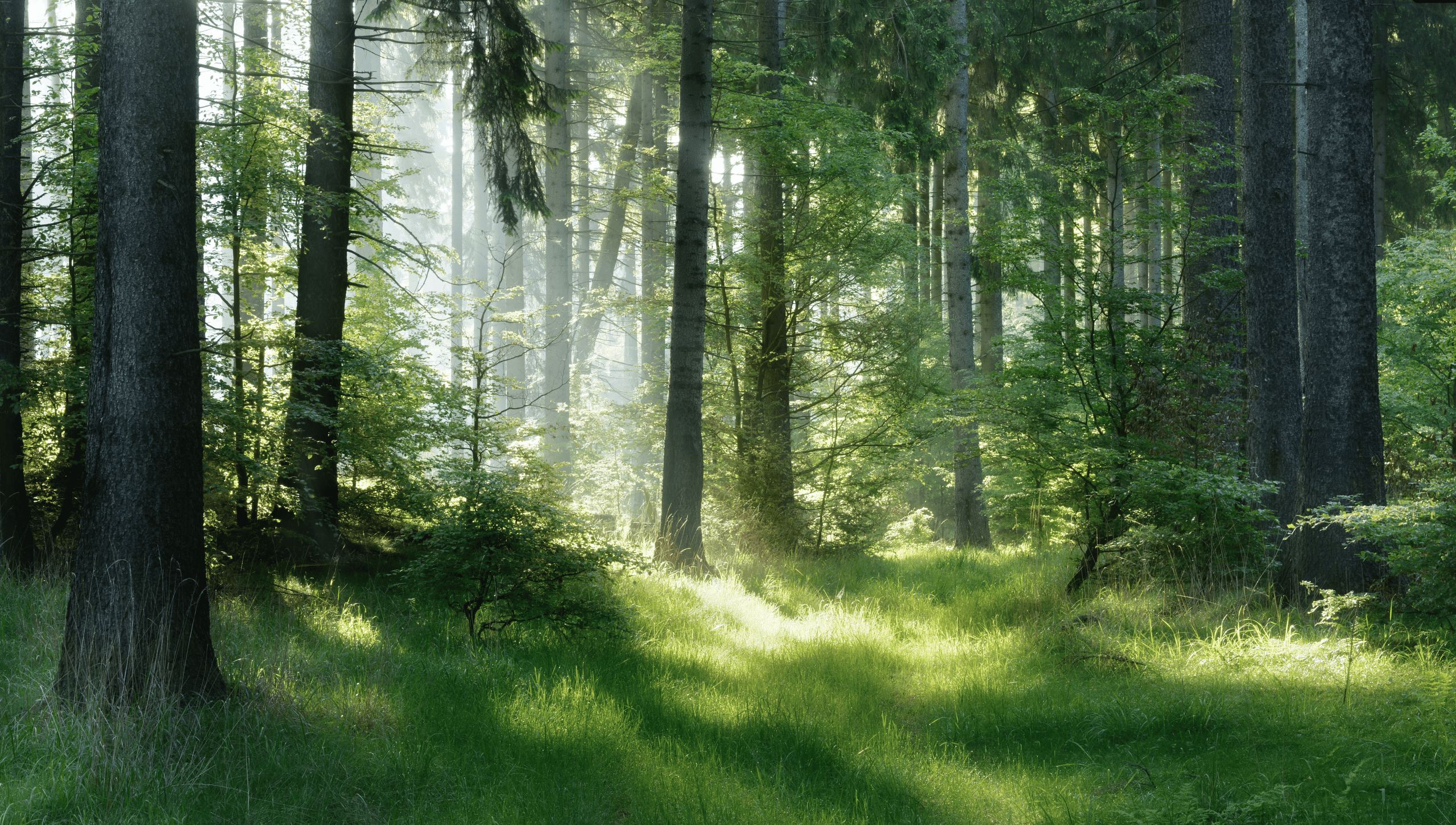 Polargrün Werbeagentur aus Kassel Wald